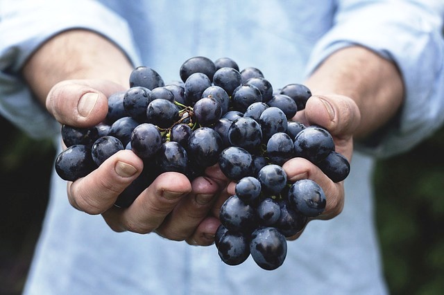 Притча про виноградную гроздь