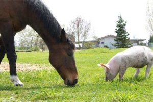Свинья и лошадь - притча