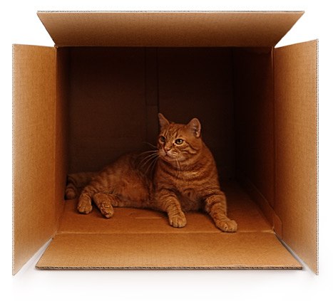 Почему коты любят коробки
