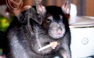 Крыса курит