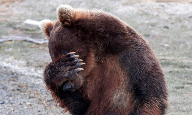 В России медведь украл у охотника 2 ружья