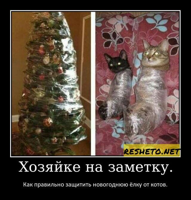 Новогодние елки и коты