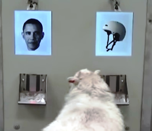 Овца узнает Обаму на фото