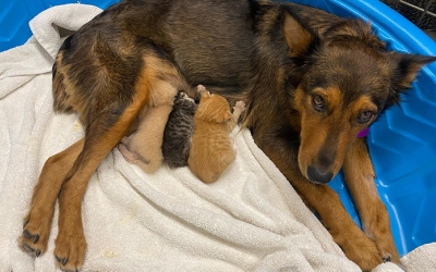 собака стала заботливой мамой для котят