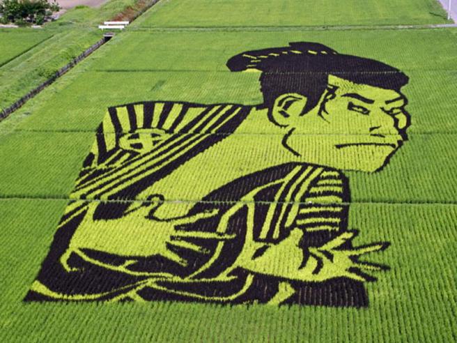 Картина на рисовом поле