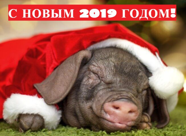 новогодние открытки поздравления с годом свиньи