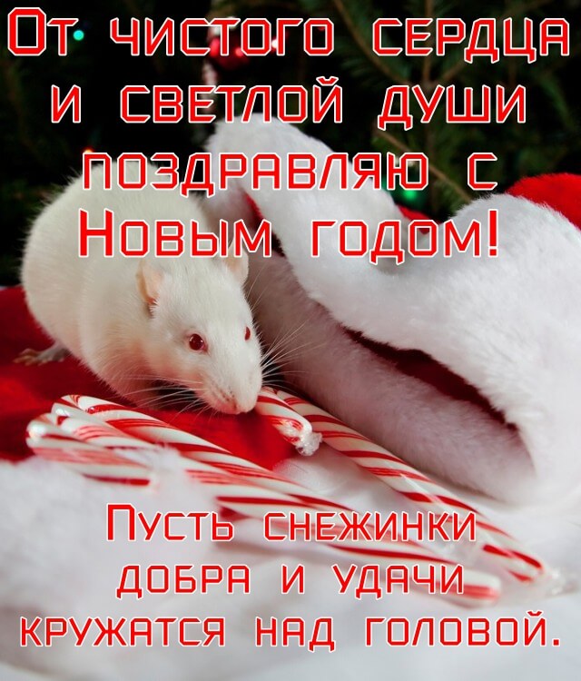 Новогодние картинки с годом Белой Крысы