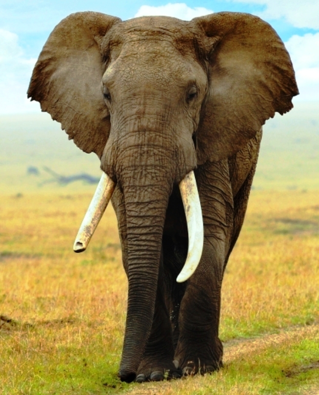 Спор о слоне