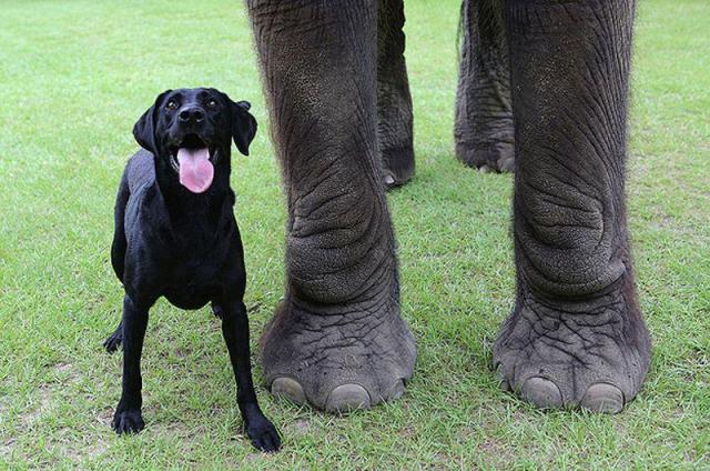 Собака и слониха