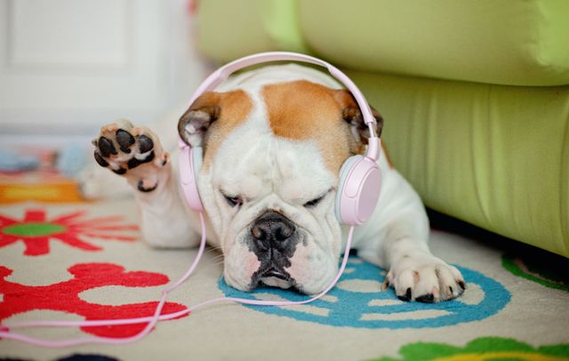 Spotify создал подкасты для скучающих дома животных