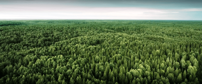 Триллион деревьев остановят глобальное потепление